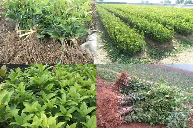 八月桂花分几种1688346041482