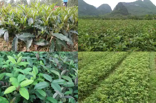 桂花种多少钱一棵呢1686962805318
