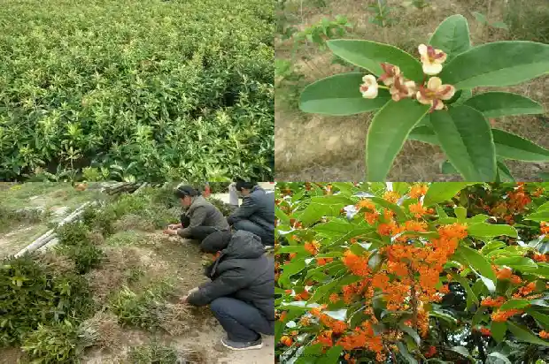 桂花树用什么树桩嫁接好看呢1688343677800