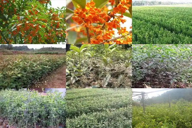 桂花种多少钱一棵呢1686962805458