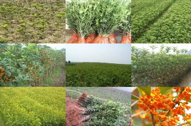 桂花种多少钱一盆合适1686962814744