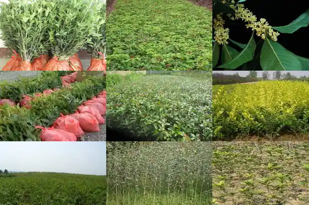 桂花树种家门口风水好吗1690677394085