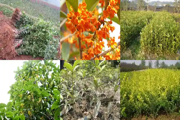 桂花种多少钱一株好1686962831279