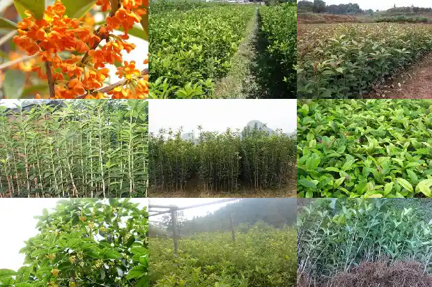 桂花能盆栽吗?1686962856448