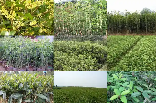 桂花能盆栽吗?1686962856495