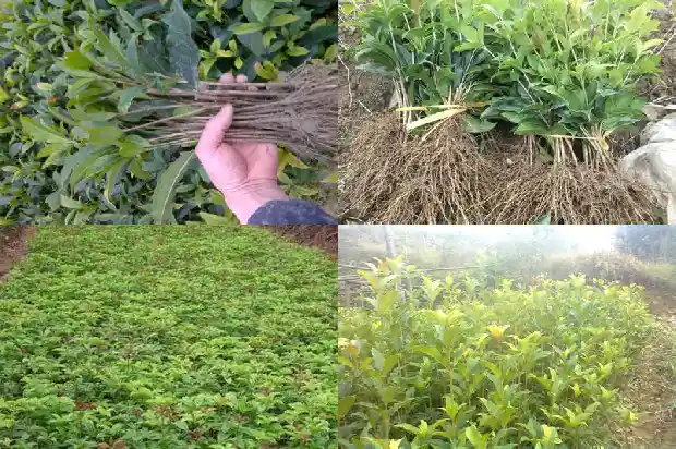 桂花能盆栽吗?1686962856543