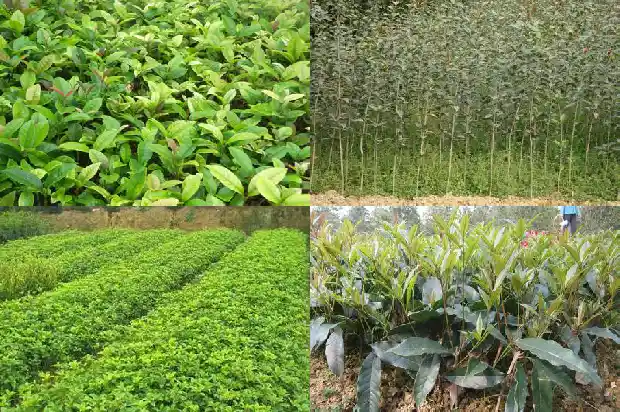 桂花在哪里买到1686962877372