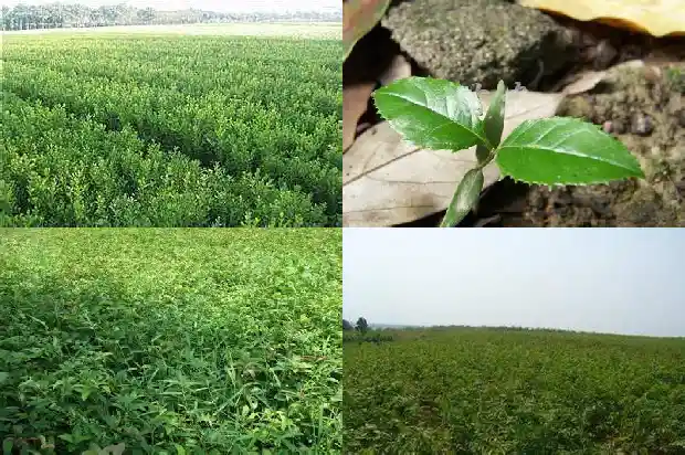 桂花在哪里买到1686962877419
