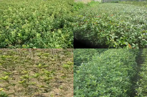 黄酒能不能泡桂花茶喝呀1689380796341
