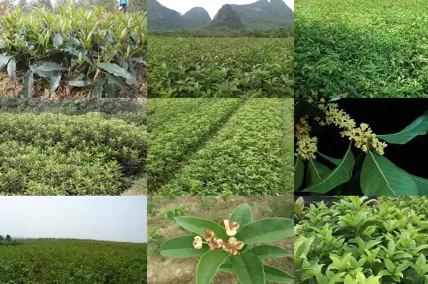 桂花在哪里买1686962886806