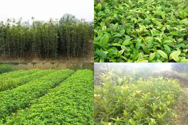 四季桂花树为什么不会开花呢1686962921928