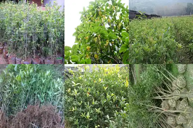 四季桂花树为什么不会开花呢1686962922022