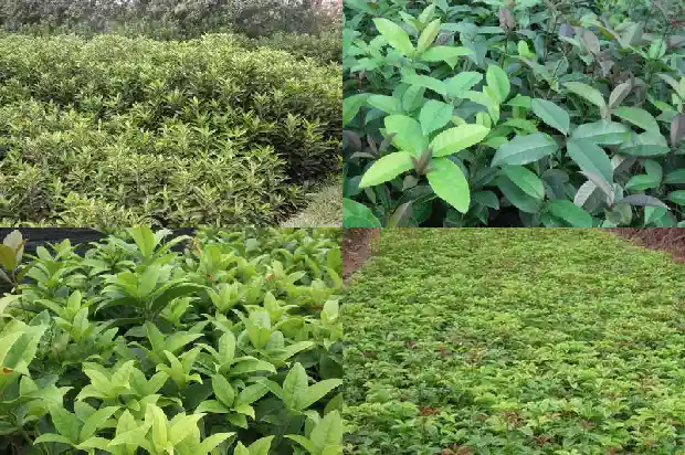 四季桂花树为什么不会开花结果1686962933950