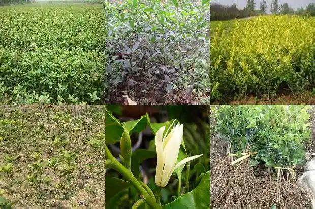四季桂花树为什么不会开花结果1686962933998
