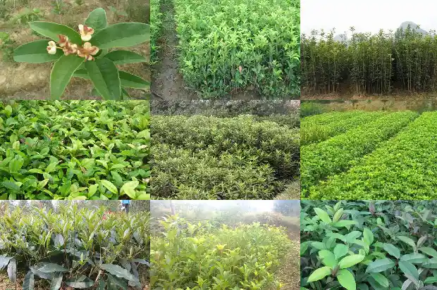四季桂花树为什么不会开花结果1686962934044