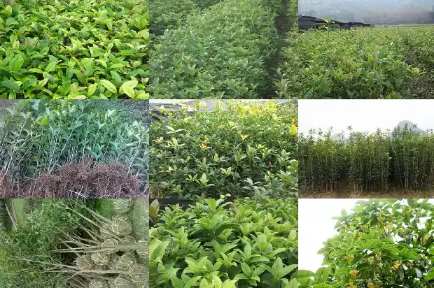 桂花什么时候种比较好呢北方1688606420819