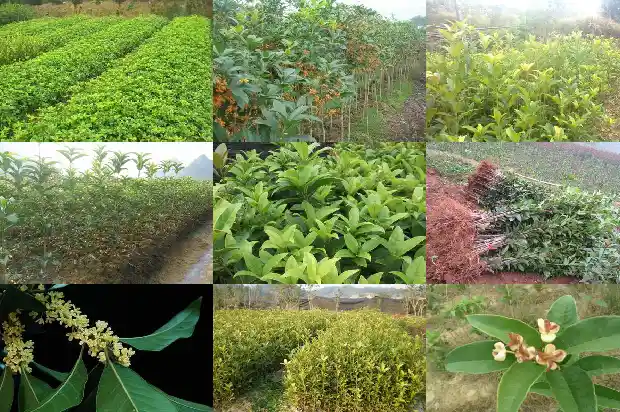 四季桂花不开花的原因1686962943118