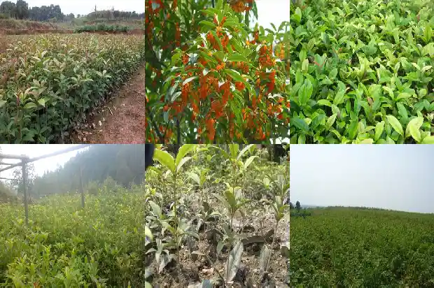 四季桂花不开花的原因1686962943165