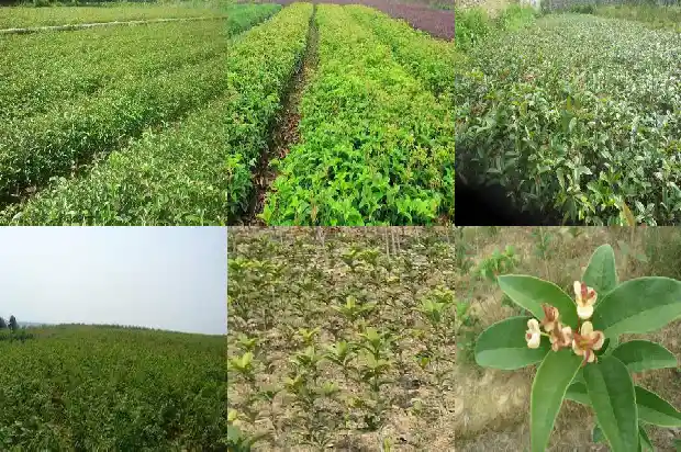 桂花树一年能开多少花瓣1690418379630