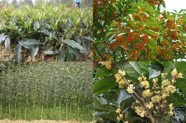 四季桂花不开花是怎么回事1686962950476