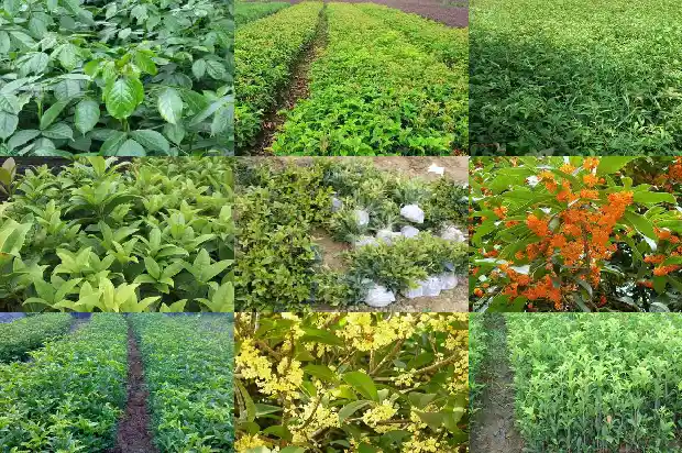 桂花树这个季节掉树叶是怎么回事儿1686962957812