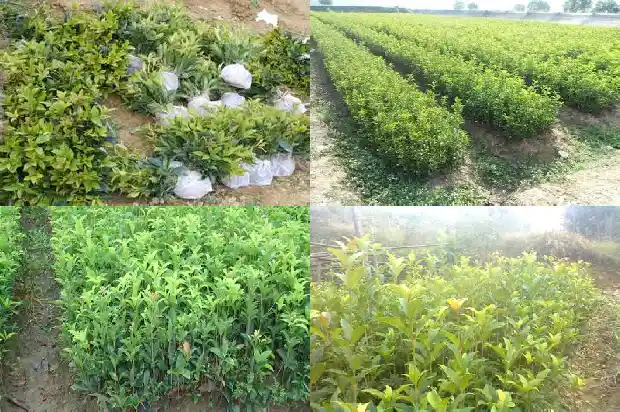 桂花树这个季节掉树叶是怎么回事儿1686962957858