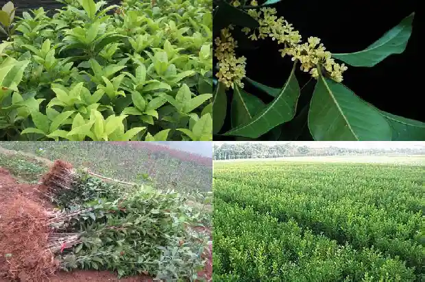 桂花树会落叶子吗?1686962969461