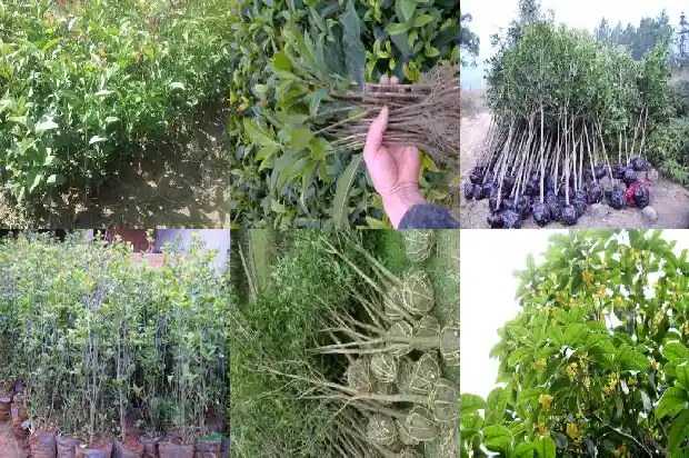 桂花树的叶子会掉吗1686962985949