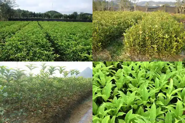 桂花树为什么不长叶1686963009914