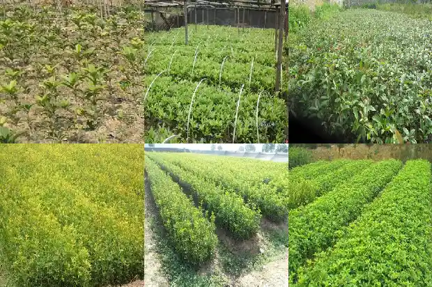 八月桂花香上一句是什么1690504562977