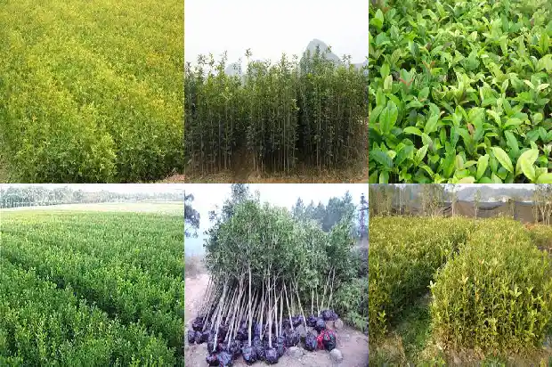桂花树到了冬天掉叶子吗1686963047200