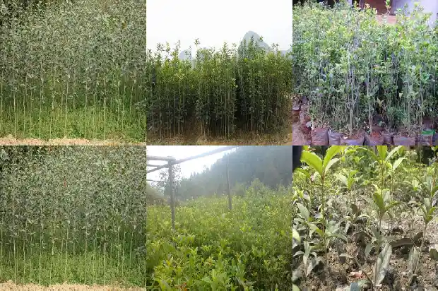 桂花树会不会落叶子1686963054457