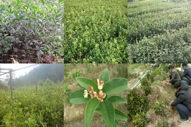 桂花树会不会落叶掉叶子1686963065820