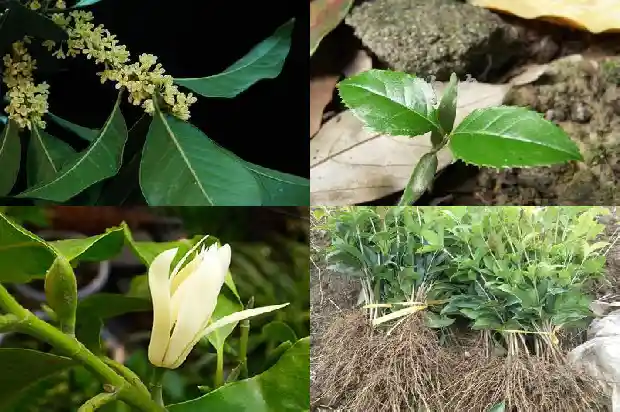 桂花树现在落叶是什么原因1686963077270