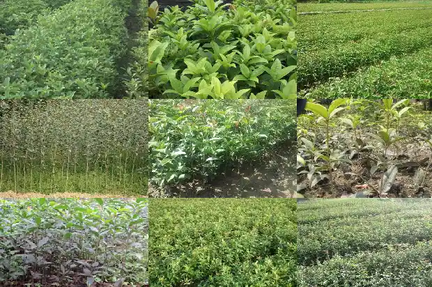 桂花树现在落叶是什么原因1686963077412