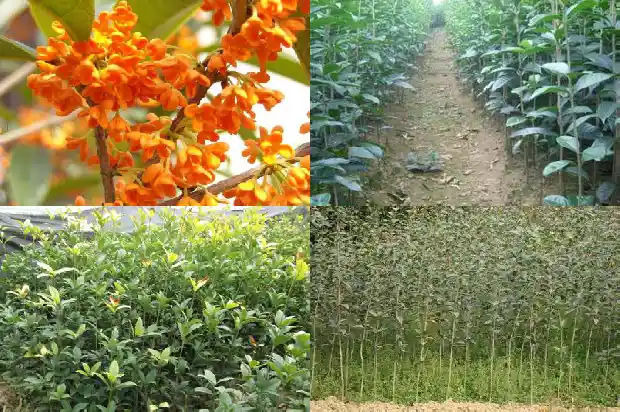 桂花树落叶怎么回事1686963088920