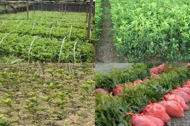 黑枸杞桂花的功能主治1689381690231