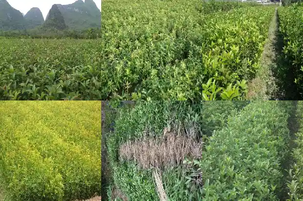 桂花树四季变化的日记1686963103628