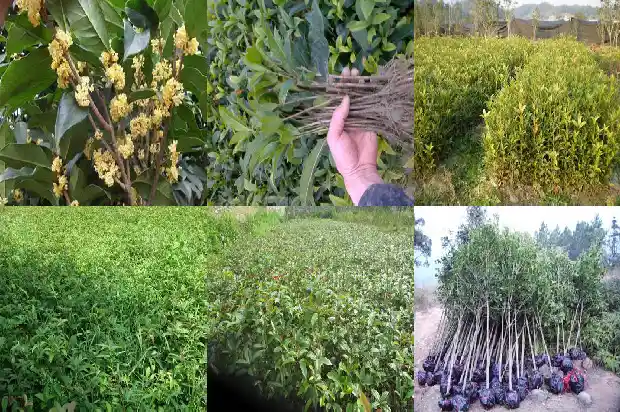 桂花树季节变化过程1686963113277