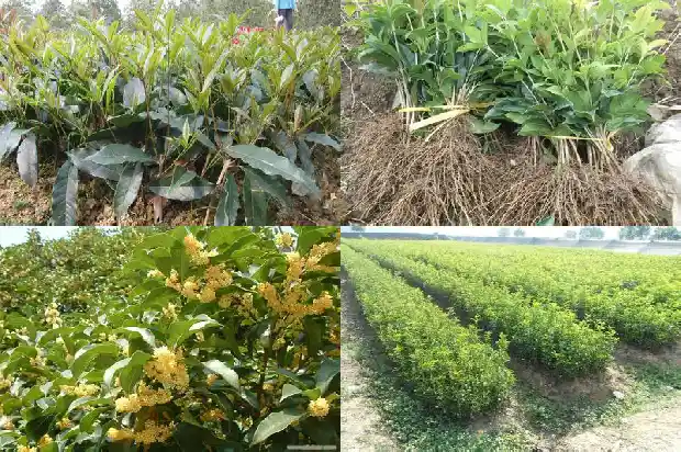 桂花树季节变化的原因1686963122884