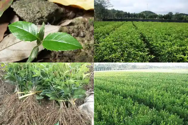桂花树季节变化的原因1686963122930