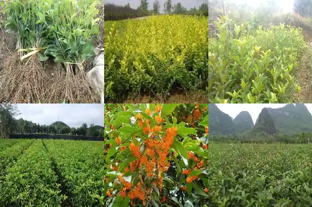 桂花树季节变化的原因1686963122978