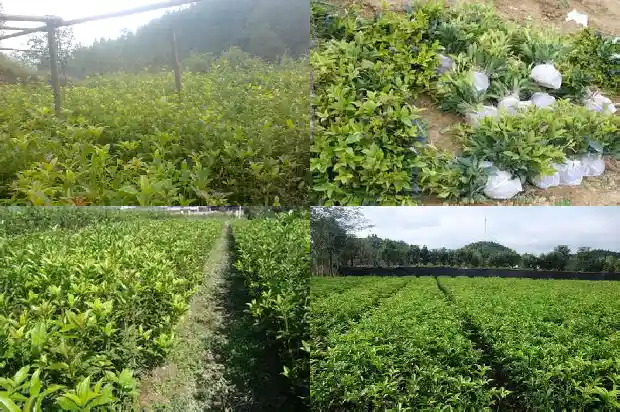 桂花每个季节的变化1686963132689