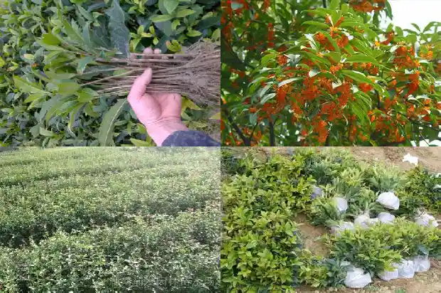 桂花泡茶能喝吗女人1689467181700