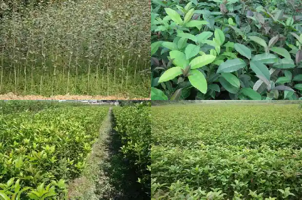 桂花树叶子常年都绿吗为什么不结果1686963147650