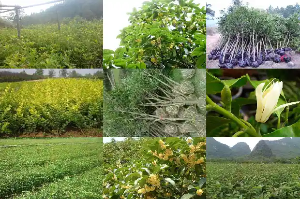 桂花盆栽嫁接技术1688345292386