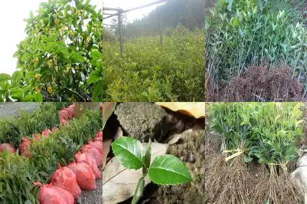 桂花树叶子常年都绿吗怎么回事呢1686963168596