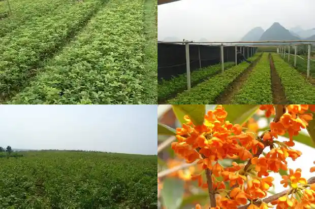 桂花树叶子不那么绿了1686963187732