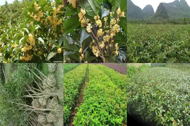 桂花树叶是常绿的吗还是落叶1686963199780