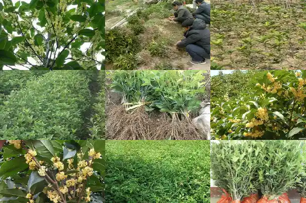 桂花树叶形状1686963206891